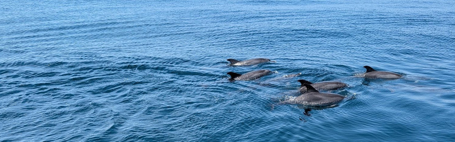 Miss Oregon Inlet II Head Boat Fishing