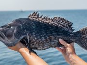 Miss Oregon Inlet II Head Boat Fishing, What a Day on the Water!