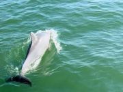 Miss Oregon Inlet II Head Boat Fishing, Might See Dolphins Monday