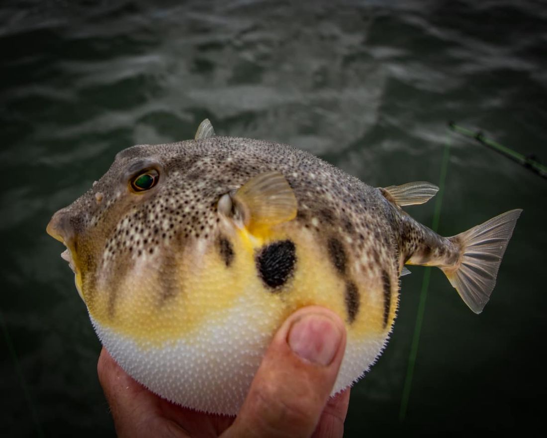 Miss Oregon Inlet Head Boat Fishing Outer Banks