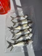 Miss Oregon Inlet II Head Boat Fishing photo