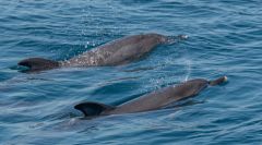 Miss Oregon Inlet II Head Boat Fishing photo