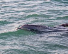 Miss Oregon Inlet II Head Boat Fishing photo