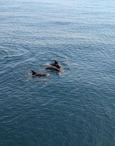 Miss Oregon Inlet II Head Boat Fishing photo