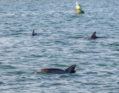 Miss Oregon Inlet II Head Boat Fishing photo