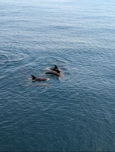 Miss Oregon Inlet II Head Boat Fishing photo