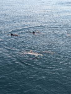 Miss Oregon Inlet II Head Boat Fishing photo