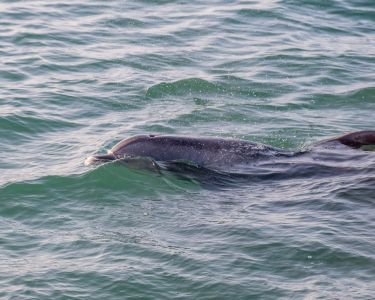 Miss Oregon Inlet II Head Boat Fishing photo