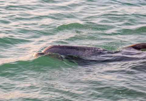 Miss Oregon Inlet II Head Boat Fishing, Dolphin & Sunset Tour